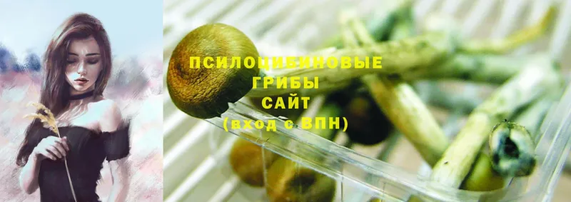 Псилоцибиновые грибы Psilocybe  hydra ССЫЛКА  Ирбит 